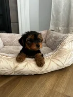 Pica, a male Yorkshire Terrier for sale in Harriman, TN – 1 of 6