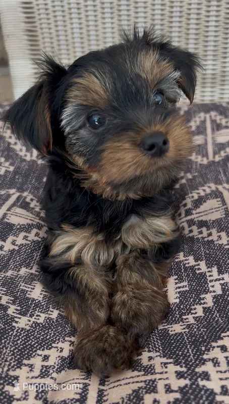 Kai – Yorkshire Terrier puppy for sale in Harriman, TN