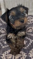 Kai, a male Yorkshire Terrier for sale in Harriman, TN – 1 of 4