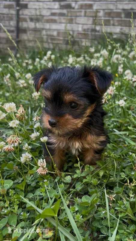 Pea – Yorkshire Terrier puppy for sale in Harriman, TN