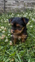 Pea, a female Yorkshire Terrier for sale in Harriman, TN – 1 of 7