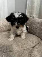Chipi , a male Yorkshire Terrier for sale in Harriman, TN – 6 of 6