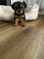 Pica, a male Yorkshire Terrier for sale in Harriman, TN – 5 of 6