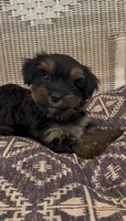 Bird, a male Yorkshire Terrier for sale in Harriman, TN – 2 of 5