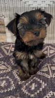 Kai, a male Yorkshire Terrier for sale in Harriman, TN – 2 of 4