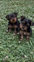 Pea, a female Yorkshire Terrier for sale in Harriman, TN – 5 of 5