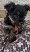 Bay, a female Yorkshire Terrier for sale in Harriman, TN – 3 of 5