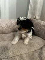 Chipi , a male Yorkshire Terrier for sale in Harriman, TN – 4 of 6