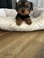 Pica, a male Yorkshire Terrier for sale in Harriman, TN – 6 of 6