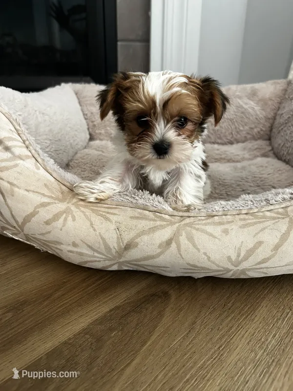 Miso – Yorkshire Terrier puppy for sale in Harriman, TN