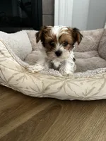 Miso, a male Yorkshire Terrier for sale in Harriman, TN – 1 of 3