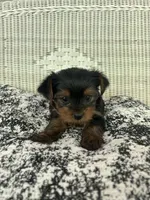 Bean, a female Yorkshire Terrier for sale in Harriman, TN – 6 of 6