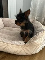 Lei, a female Yorkshire Terrier for sale in Harriman, TN – 7 of 7