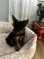 Lei, a female Yorkshire Terrier for sale in Harriman, TN – 5 of 7