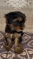 Rae, a female Yorkshire Terrier for sale in Harriman, TN – 3 of 7