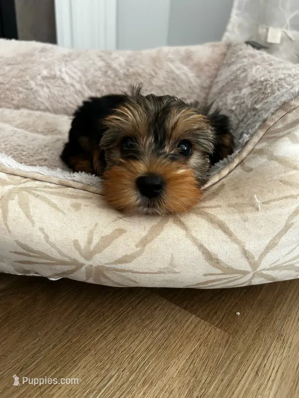 Beano  – Yorkshire Terrier puppy for sale in Harriman, TN