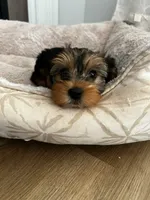 Beano , a male Yorkshire Terrier for sale in Harriman, TN – 1 of 4