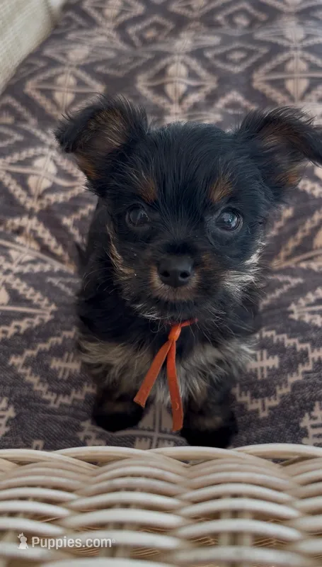 Bay – Yorkshire Terrier puppy for sale in Harriman, TN