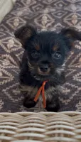Bay, a female Yorkshire Terrier for sale in Harriman, TN – 1 of 5