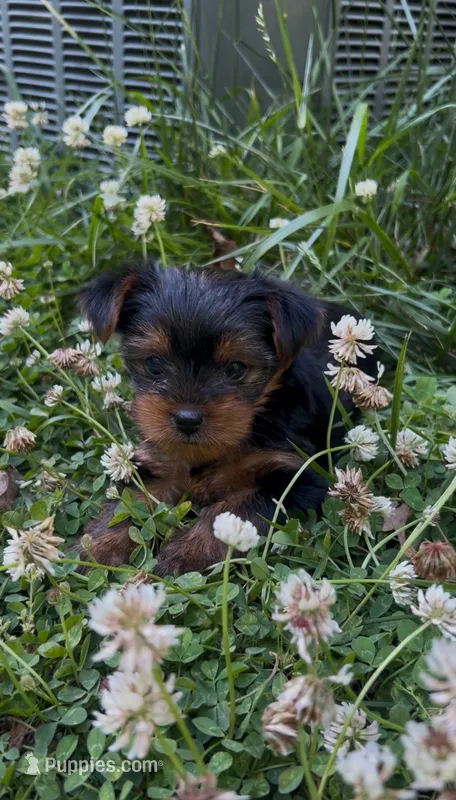 Bean – Yorkshire Terrier puppy for sale in Harriman, TN