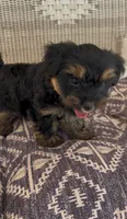 Bird, a male Yorkshire Terrier for sale in Harriman, TN – 4 of 5