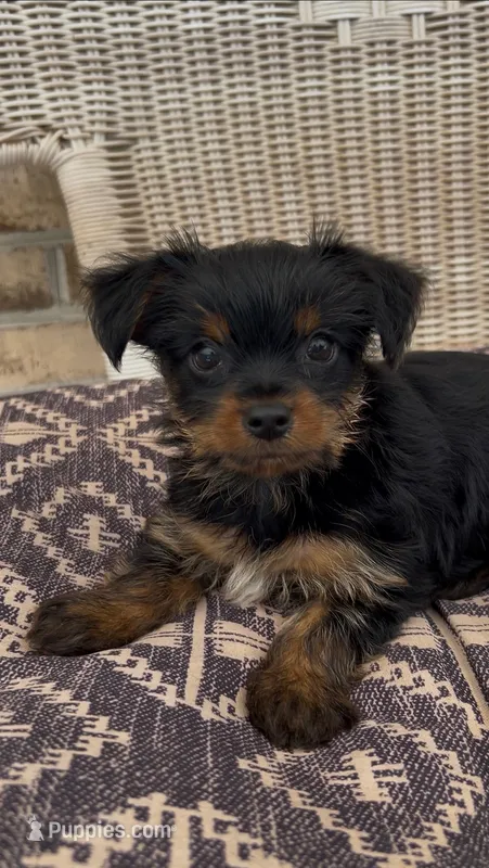Lei – Yorkshire Terrier puppy for sale in Harriman, TN