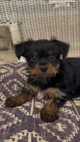 Lei, a female Yorkshire Terrier for sale in Harriman, TN – 3 of 5