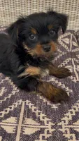 Lei, a female Yorkshire Terrier for sale in Harriman, TN – 4 of 5