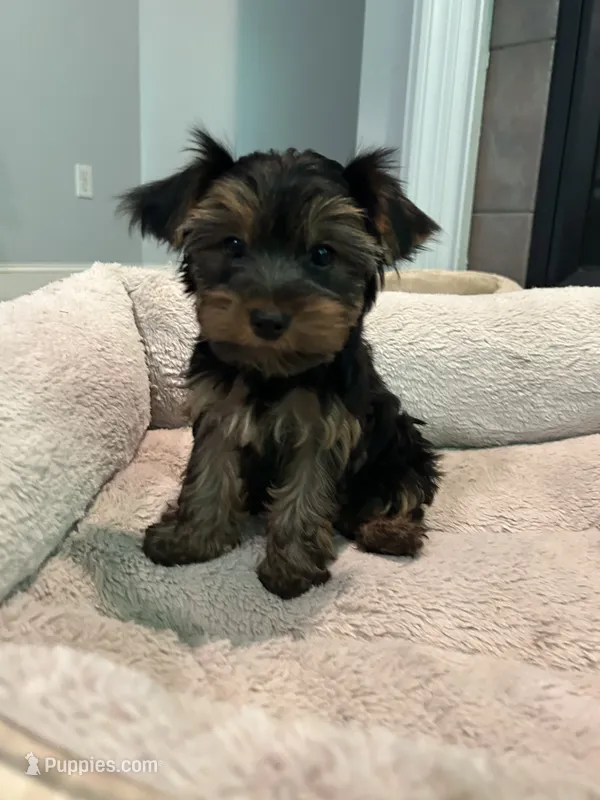 Kai – Yorkshire Terrier puppy for sale in Harriman, TN