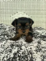 Bean, a female Yorkshire Terrier for sale in Harriman, TN – 4 of 6