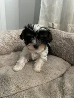 Chipi , a male Yorkshire Terrier for sale in Harriman, TN – 2 of 6