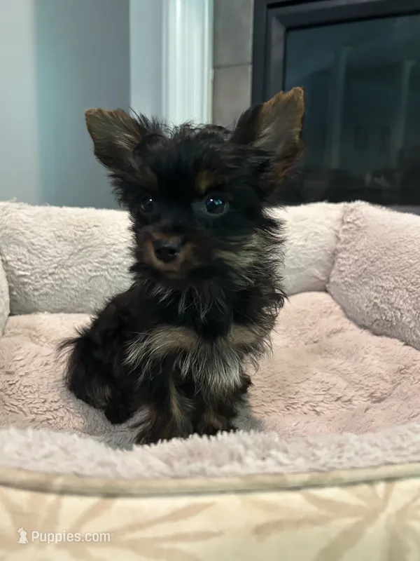 Bay – Yorkshire Terrier puppy for sale in Harriman, TN
