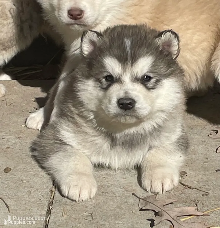 Honor Acre Illinois – Alaskan Malamute puppy for sale in Trivoli, IL