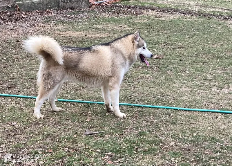 Honor Acre Illinois – Alaskan Malamute puppy for sale in Trivoli, IL
