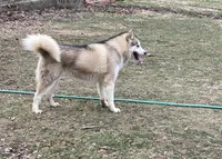Honor Acre Illinois, a  Alaskan Malamute for sale in Trivoli, IL – 2 of 3