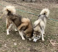 Honor Acre Illinois, a  Alaskan Malamute for sale in Trivoli, IL – 3 of 3