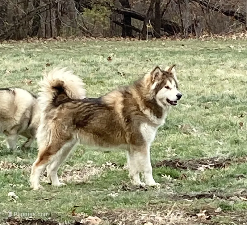 Honor Acre Illinois – Alaskan Malamute puppy for sale in Trivoli, IL