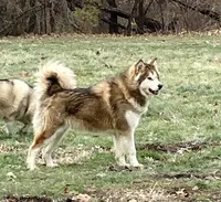 Honor Acre Illinois, a  Alaskan Malamute for sale in Trivoli, IL – 1 of 3