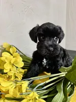Lucky- Black and White female , a female Miniature Schnauzer for sale in Clovis, NM – Photo 2 of 3