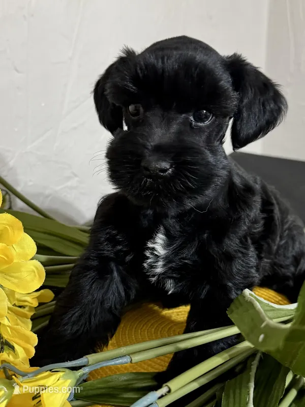Lucky- Black and White female  – Miniature Schnauzer puppy for sale in Clovis, NM