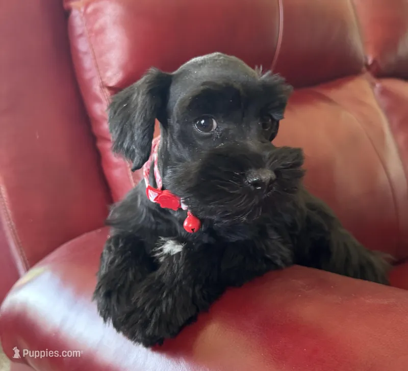 Lucky- Black and White female  – Miniature Schnauzer puppy for sale in Clovis, NM