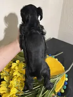 Lucky- Black and White female , a female Miniature Schnauzer for sale in Clovis, NM – Photo 3 of 3