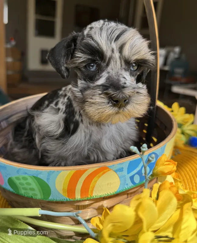 Blue Merle -Male Blue eyed Beauty – Miniature Schnauzer puppy for sale in Clovis, NM