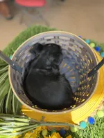 Black Female - Miss Mighty , a female Miniature Schnauzer for sale in Clovis, NM – Photo 3 of 3