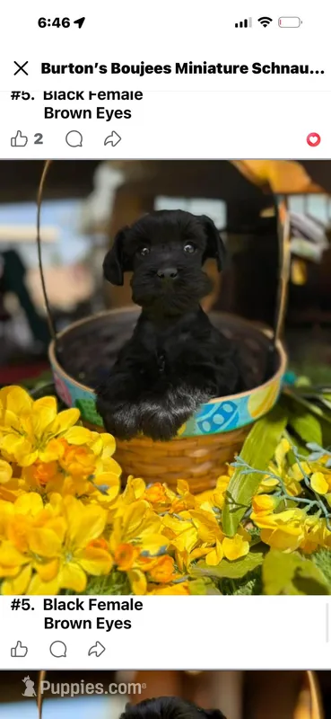 Black Female - Miss Mighty  – Miniature Schnauzer puppy for sale in Clovis, NM