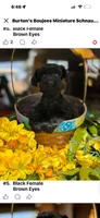 Black Female - Miss Mighty , a female Miniature Schnauzer for sale in Clovis, NM – Photo 1 of 3
