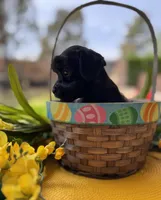Black Female - Miss Mighty , a female Miniature Schnauzer for sale in Clovis, NM – Photo 2 of 3