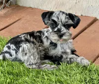 Silver and Black Merle, a male Miniature Schnauzer for sale in Clovis, NM – Photo 2 of 4