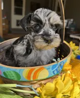 Silver and Black Merle, a male Miniature Schnauzer for sale in Clovis, NM – Photo 4 of 4