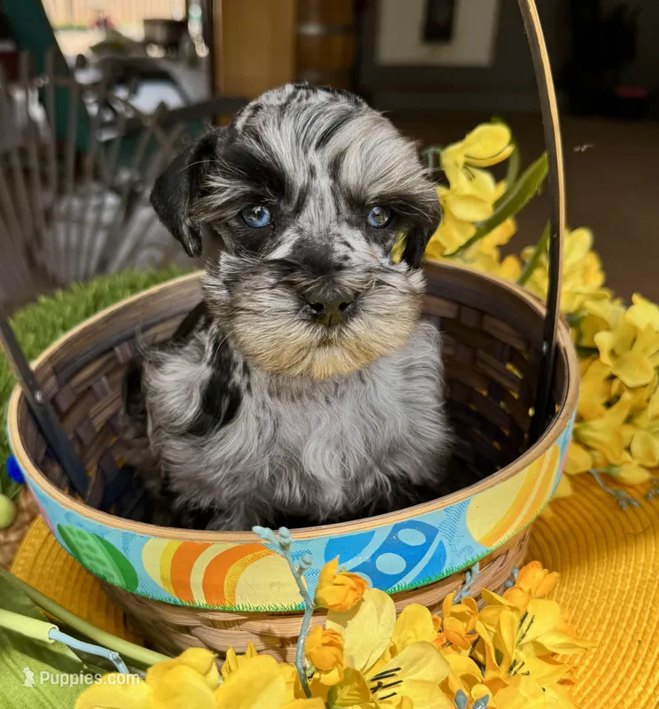 Silver and Black Merle – Miniature Schnauzer puppy for sale in Clovis, NM
